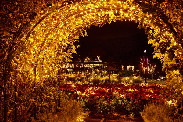 【八千代台発】花と光のファンタジー★いばらきフラワーパークでイルミネーションと人気スポットでお買物<コースNo.25-1129-C>(京成トラベル)1